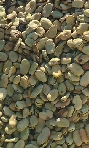فول عربي للبيع