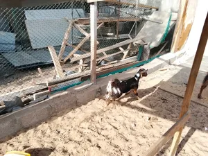 Goat, Pigeon, Budgies, Canary, Cocktail Available for sale,.Sharjah Al zubair