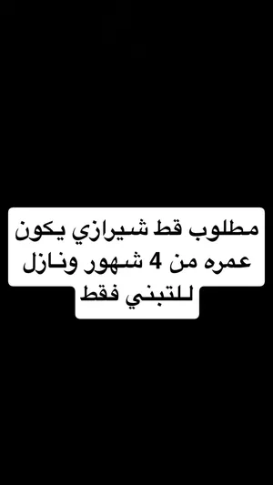 مطلوب قط شيرازي العمر تحت 4 شهور تبني فقط
