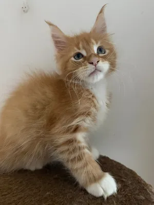 Maincoon male pedegree