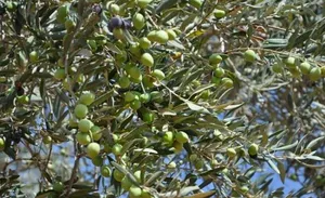 مطلوب أشجار زيتون مثمر