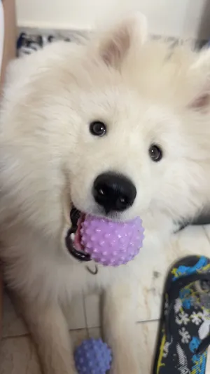 Samoyed dog pure for sale كلب سامويد للبيع