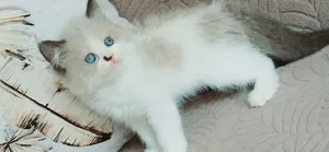 kittens ragadoll bure 51 days
