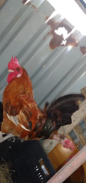 فراريج للبيع عربيات الله يبارك السعر حرق خاص