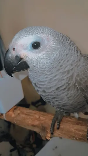 Kasko (Grey parrot