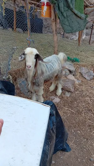تيس بعمر سنتين ونصف