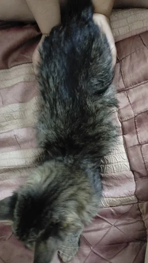 قطة للتبني
