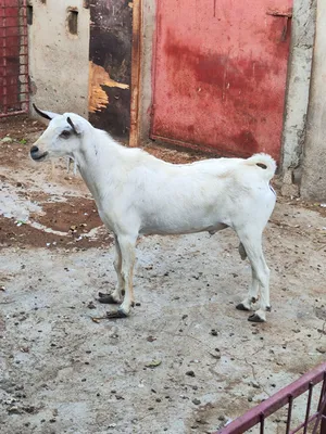 تيس صلالي للبيع