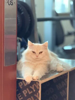 Shiraji  male Mixed cat For free adoption