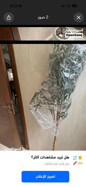 شجرة زيتون للبيع