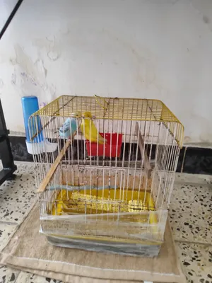 طيور حب نثية و فحل يخبلن مع ملحقات هواي