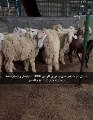 طليان كجلا وقبرصي ومغربي الراس على 1800