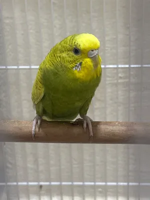 Yellow female budgie