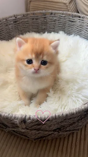 ذكرين وانثى سكوتش ستريت شورت هير ذهبي فاخر للحجز Luxury Golden Scottish Straight Shorthair