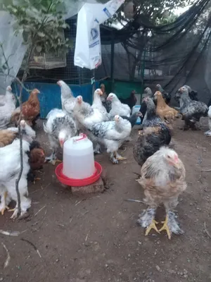 للبيع دجاج وديكه البراهما ألوان جميلة
