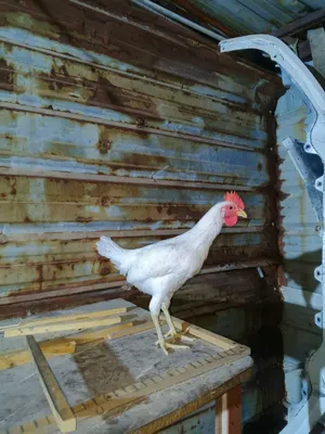 ديچ ودجاجه للبيع