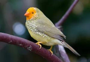 زوج ستار فينش منتجين