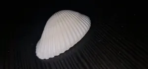 مجموعة من صضف البحر جميل زينه لاحواض السمك group of shells,extracted purely from ocean