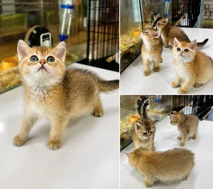 Golden chinchilla