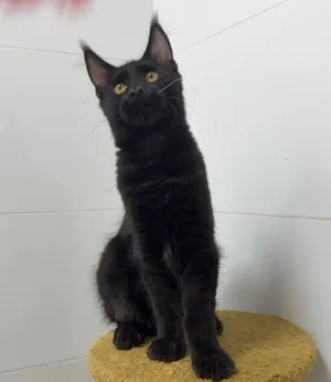 Premium Maine Coon Kittens