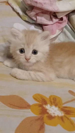 قط و قطه شيرازي بيور