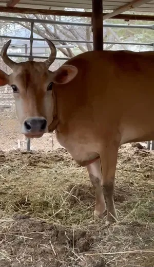 للبيع بقره جيرسيه اصل لون وعون راعيه حليب وافر