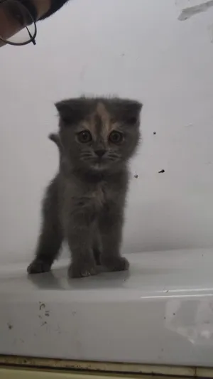 female Scottish fold kitten for sale for 1200 Dirhams. preferred payment method is cash