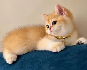 ذكر بريتش شورت هير جولدن  Golden British Shorthair Male