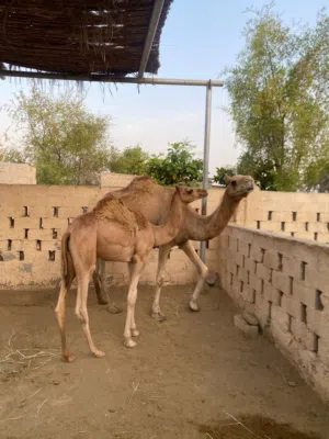 للبيع ناقه مع ولدها