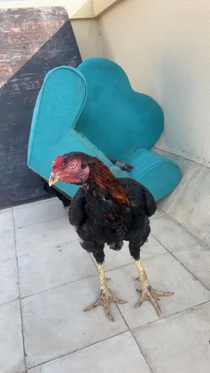 ديك باكستاني سندي