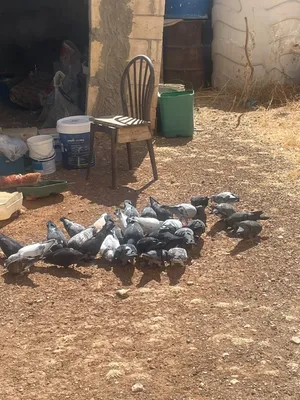 حمام مصري طلق جديد للبيع بالجوز