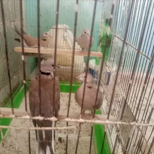 جوز حمام يا كريم