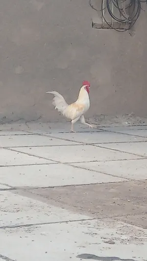 دجاجة و ديك
