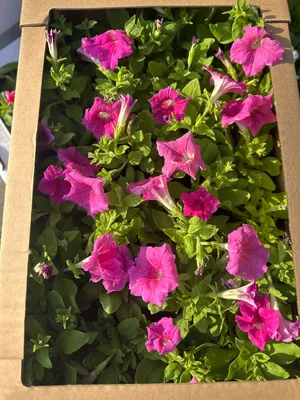 Petunia Flowers – Colorful Flowering Plants