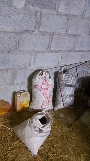 للبيع فحم سمر