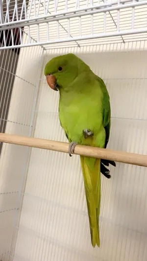 female 5 month old parrot (Indian ring)