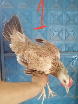 دجاج كويتي دندراوي كريمي اصلي