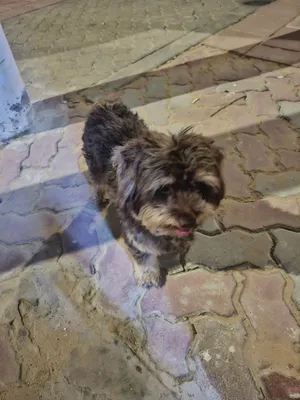 كلب اليف