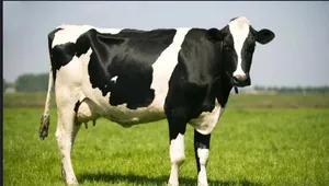 Required to buy  a Cow