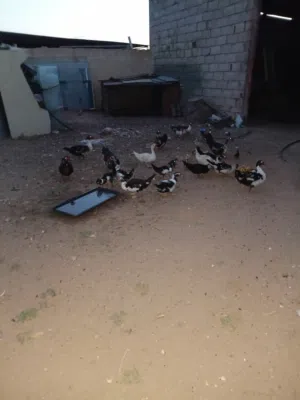 بط مشاء الله