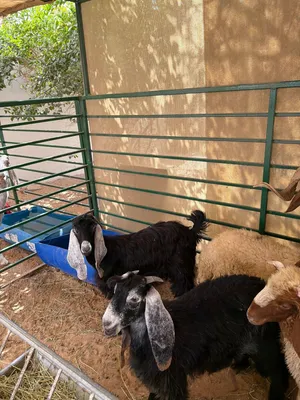 ذكور عارضي مخصيين للبيع