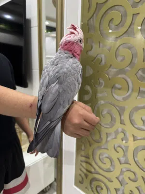 مفقوود كوكاتووو قالا