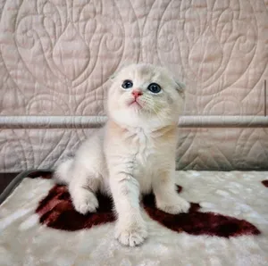 Scottish Fold - Grey (Pure)