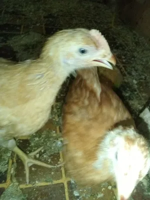 فراخ صغيره بلدى و فيومى وجوز ديوك رومى