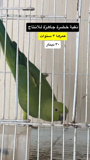 للبيع درة خضرة