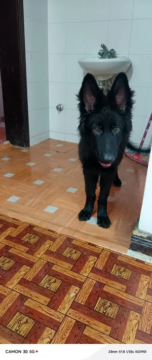 8 months old pure german  shepheard blackjack long coat puppy.