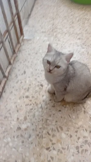 سكوتش فولد قطة