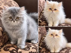 بيرشن للبيع بسعر رمزي