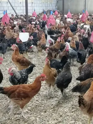 دجاج بلدي مميز للبيع في الإمارات لأصحاب التربية ومحبي الدجاج البلدي، متوفر الآن دجاج بلدي