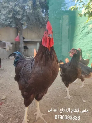 دجاج رود آيلاند